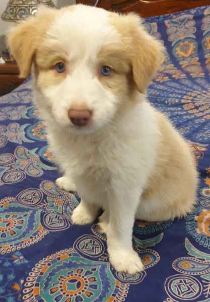 Gorgeous Purebred Border Collie Pups